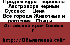 Продам куры, перепела. Австролорп черный. Суссекс. › Цена ­ 1 500 - Все города Животные и растения » Птицы   . Алтайский край,Алейск г.